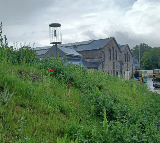Dublin Bus wild flowers Broadstone